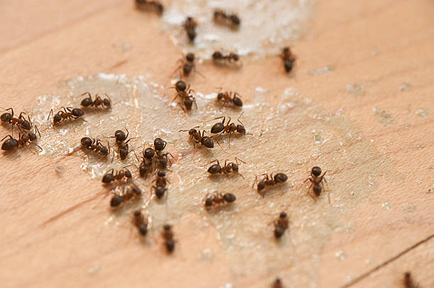 Best Emergency Pest Control  in Fox Farm College, WY