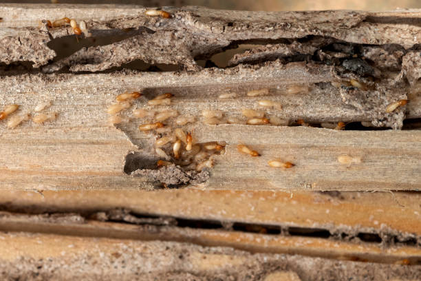 Best Termite Control Services  in Fox Farm College, WY